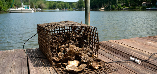 dock on the water with open cage of oysters