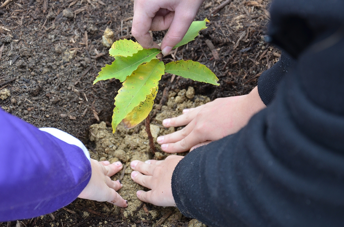 Photo from above. Three sets of hands help to plant a young American Chestnut tree in dark brown dirt.