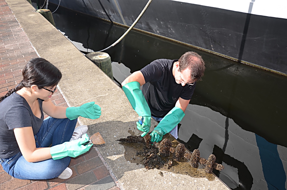 Two people wearing rubber gloves examine a pole with discs covered in small mussels and other biofilms. One person stands in the water and another is seated on the brick pathway