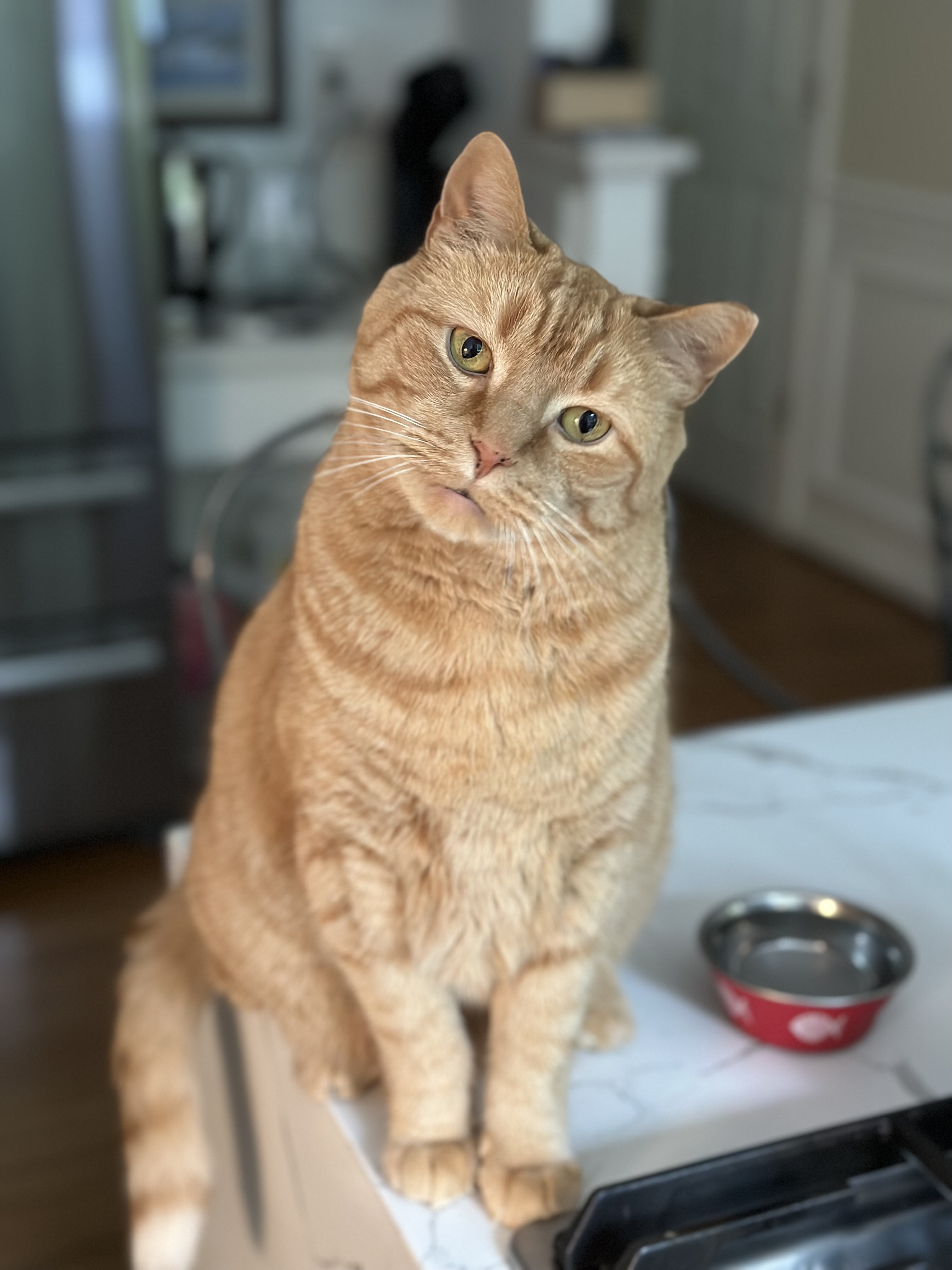 An orange cat sits on a counter