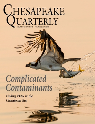 Chesapeake Quarterly Magazine cover, featuring an Osprey catching a fish in flight.